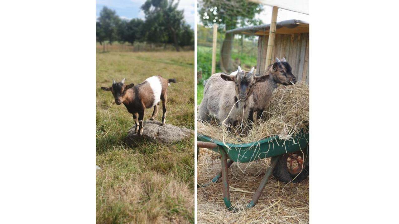 플라우마고아 Le Domaine De La Petite Chevre 빌라 외부 사진